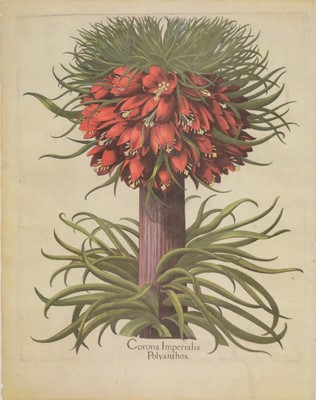 Lot 331 - Four modern botanical prints