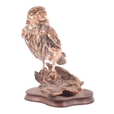 Lot 3 - Taxidermy: a little owl