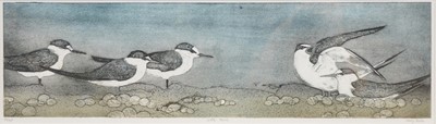 Lot 300 - Kerry Buck, Pee Wits, and Little Terns