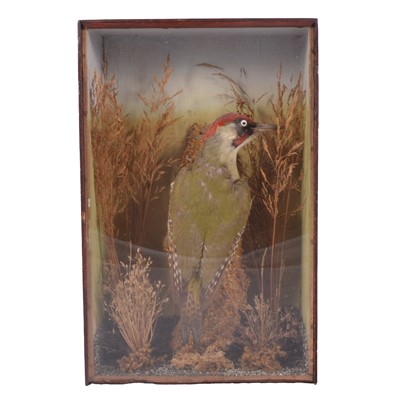 Lot 219 - Taxidermy: Green Woodpecker