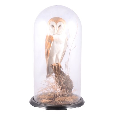 Lot 157 - Taxidermy: Common Barn Owl (Tyto alba), cased presentation