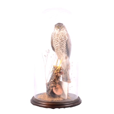 Lot 158 - Taxidermy: Eurasian Sparrowhawk (Accipiter nisus)