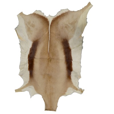 Lot 527 - Antelope / springbok pelt