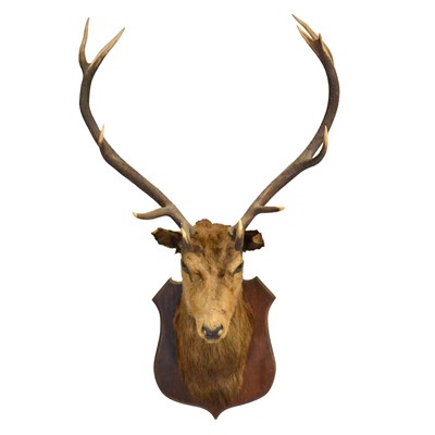 Lot 304 - Red deer stag's head