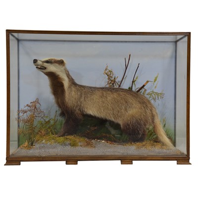 Lot 373 - Taxidermy: Badger, mahogany glazed case, width...