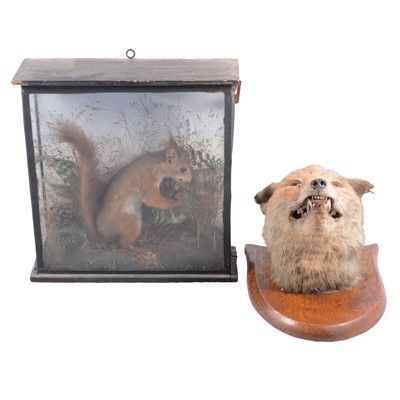 Lot 112 - Taxidermy: Red Fox mask, and a cased Red Squirrel