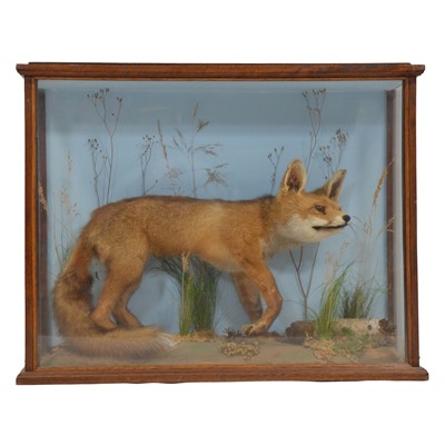 Lot 258 - Taxidermy: Infant Red Fox