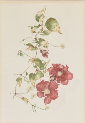 Lot 278 - Frank Hull, Clematis 'Ernest Markham'