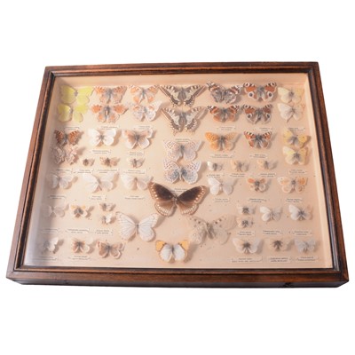 Lot 135 - Two glazed display cases with collection of UK butterflies and moths