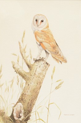 Lot 263 - Terence Lambert, Barn Owl, watercolour, signed,...
