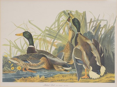 Lot 285 - Three birds prints after Audubon