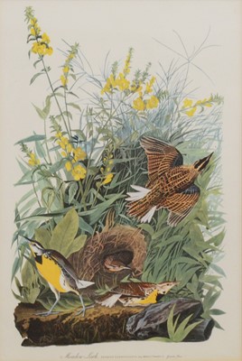 Lot 285 - Three birds prints after Audubon