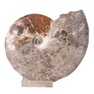 Lot 99 - Ammonite fossil