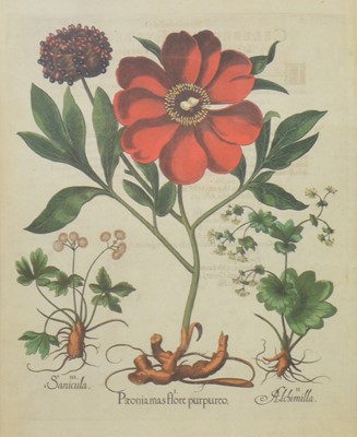 Lot 141 - After Basilius Besler, Paeonia mas flore purpureo