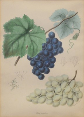 Lot 288 - Richard Britton, Kookaburra, watercolour, various prints
