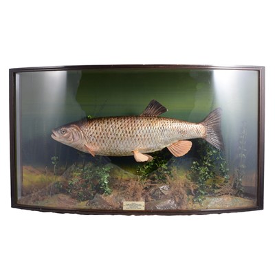 Lot 87 - Taxidermy: Chubb, by Peter Spicer & Son, Leamington