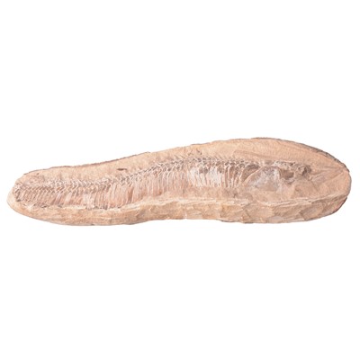 Lot 161 - Fossilised fish, possibly early Cretaceous, Brazil