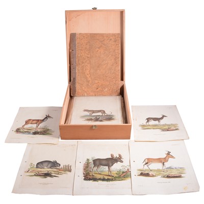 Lot 272 - Johann Nussbielgel, a loose portfolio of hand-coloured natural history engravings