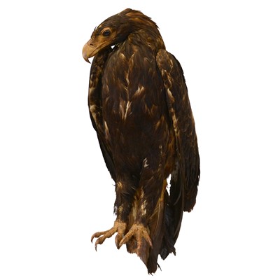 Lot 54 - Taxidermy: Scottish Golden Eagle (Aquila chrysaetos), late 19th/ early 20th century