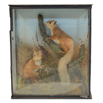 Lot 103 - Victorian cased pair of Red Squirrels, and an early 20th century taxidermy Perch