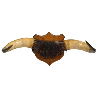 Lot 334 - Set of vintage bull horns