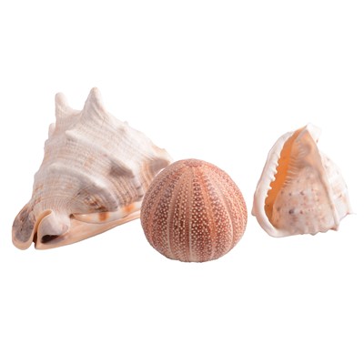 Lot 110 - Small collection of seashells
