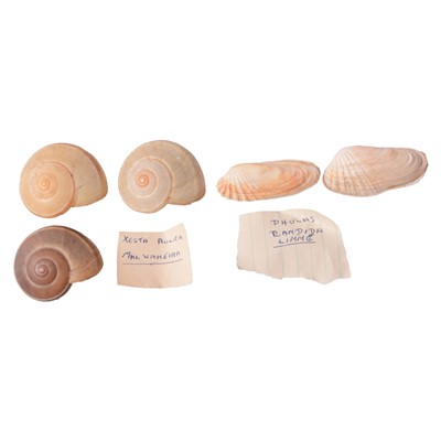 Lot 100 - An interesting collection of sea shells