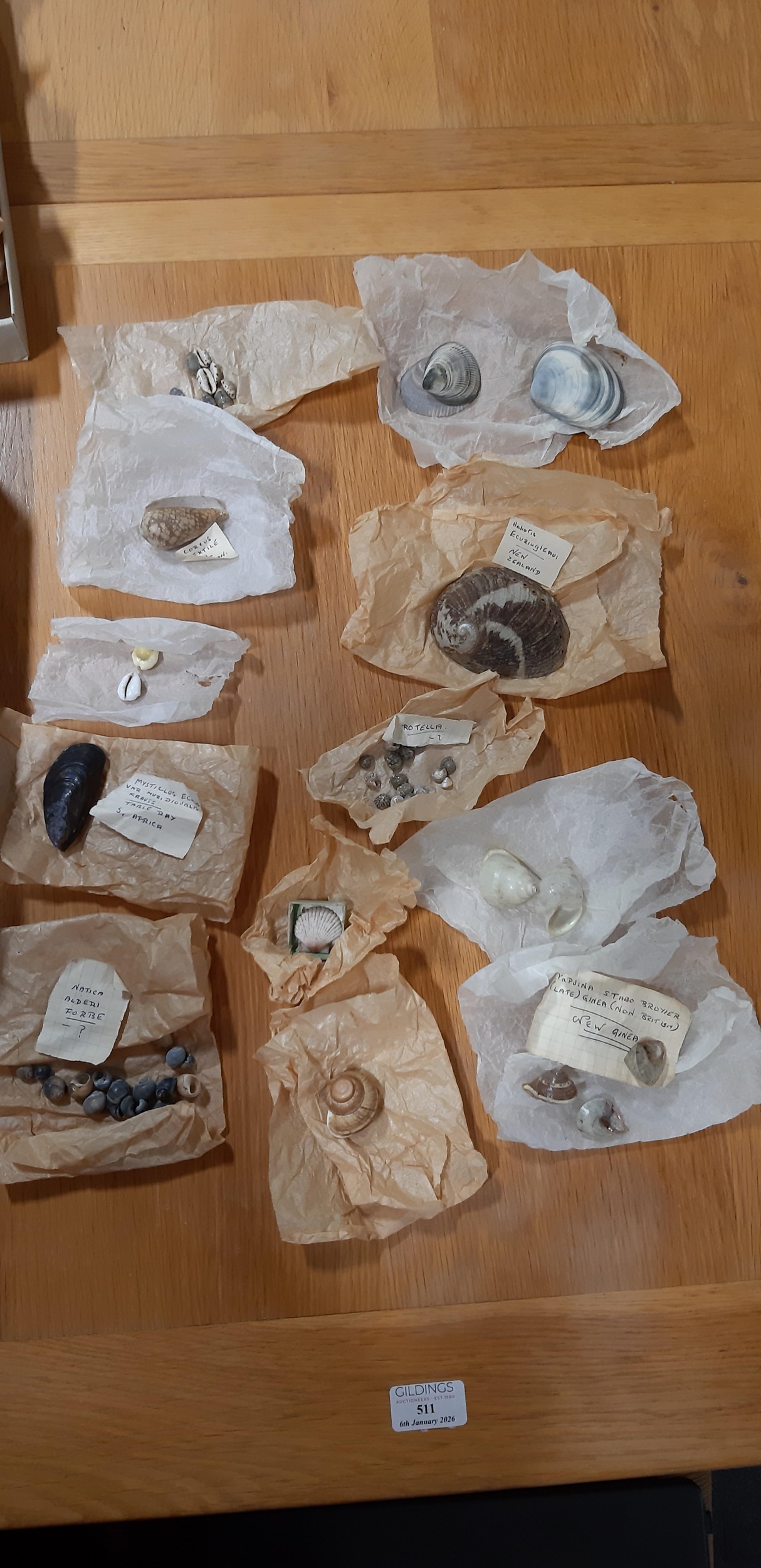 Lot 122 - An interesting collection of sea shells