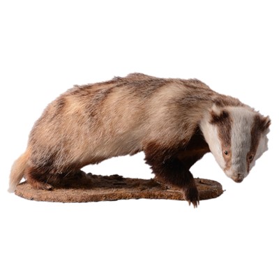 Lot 85 - Taxidermy badger