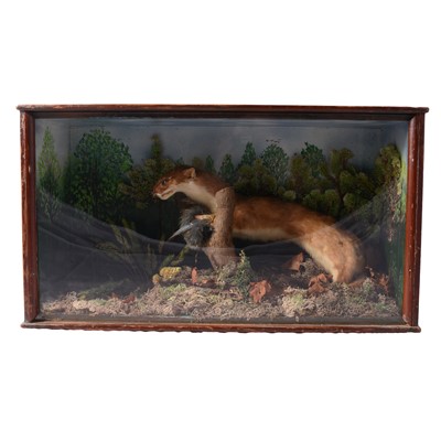 Lot 221 - Taxidermy: a presentation of a stoat