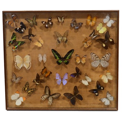 Lot 221A - Mahogany display case with arrangement of Butterflies and Moths, mostly South East Asian tropics