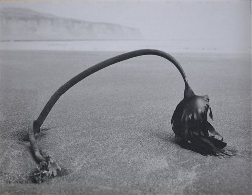 Lot 410 - Tom Woods, Seaweed - Robin Hood's Bay, and Mussel-bound Rock, two photographic prints