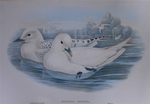 Lot 307 - After J Gould, six Ornithological prints after the original lithographs, 33 x 47cm.