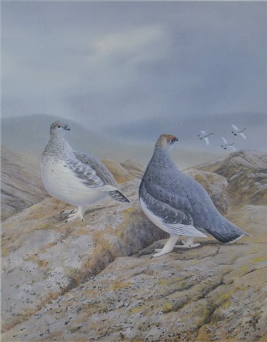 Lot 426 - After R David Digby, Red Grouse, signed limited edition print, 39 x 29 cm; six others