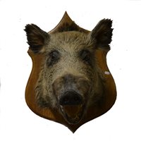 Lot 369 - Taxidermy: a Wild Boars head mounted on oak shield