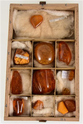 Lot 217 - Twelve pieces of amber/Kauri gum/succinite, five of which contain insects including a millipede, spider, flies and seeds.