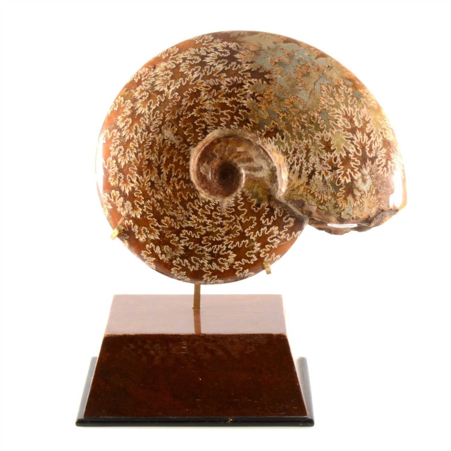 Lot 337 - A mounted Cleoniceras Ammonite, Cretaceous period, Majunga Basin, Madagascar