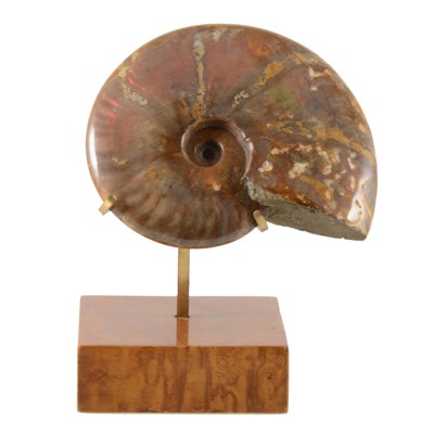 Lot 160 - A mounted Cleoniceras Ammonite, Cretaceous period, Majunga Basin, Madagascar