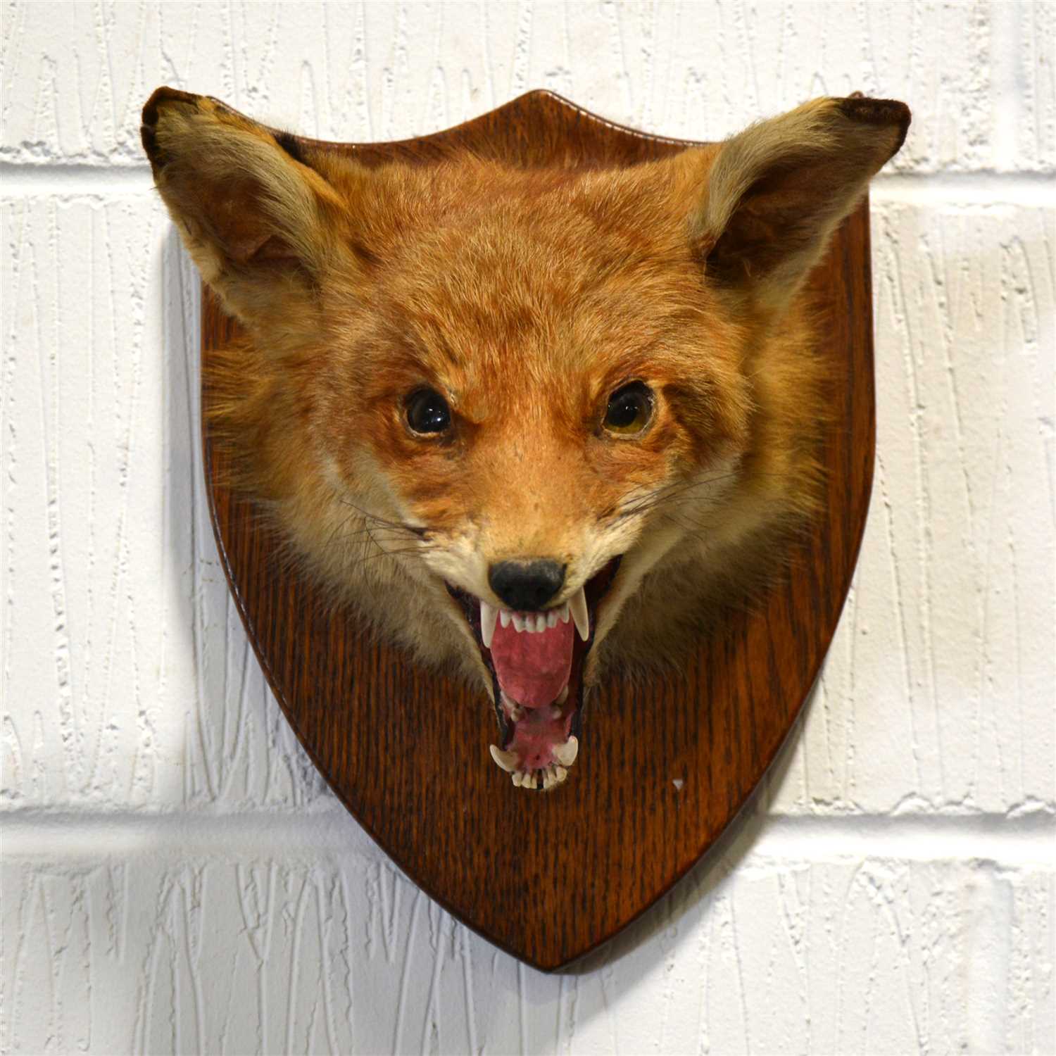 Lot 234 - Taxidermy fox head and pair of horns.