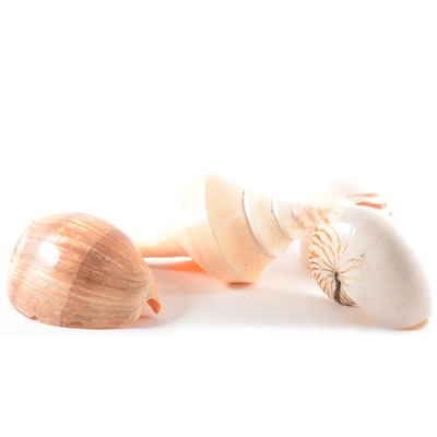 Lot 102 - Collection of nautilus and other sea shells, mostly of large size