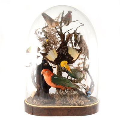 Lot 329 - Taxidermy: a Victorian taxidermist's arrangement of exotic birds