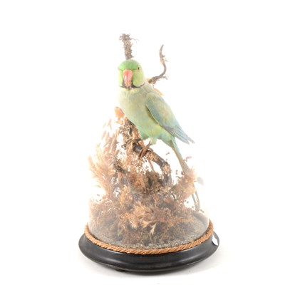 Lot 328 - Taxidermy: a ring-necked Parakeet, in naturalistic arrangement