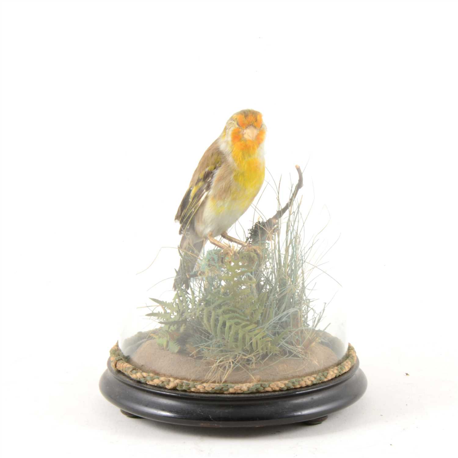 Lot 327 - Taxidermy: a Common Linnet