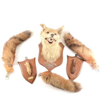 Lot 48 - Taxidermy: Fox mask trophy,, other trophies and brushes.