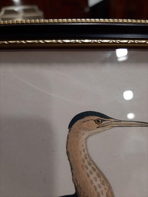 Lot 436 - Morris's "British Birds 1870" eight framed prints, three portraits, silhouette, gilt acorn frame.