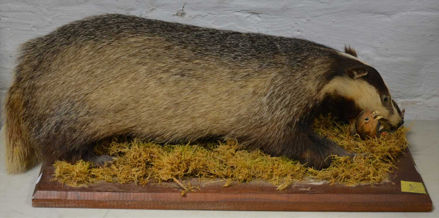 Lot 476 - Taxidermy; Badger, on rectangular plinth,