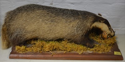 Lot 476 - Taxidermy; Badger, on rectangular plinth, 72cm.