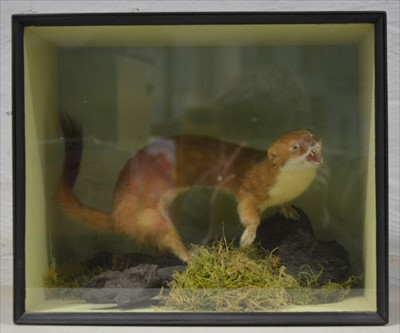 Lot 312 - Taxidermy; Stoat, black painted and glazed...