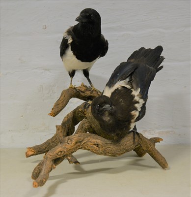 Lot 478 - Taxidermy; Two Magpie, branch mount, 37cm.