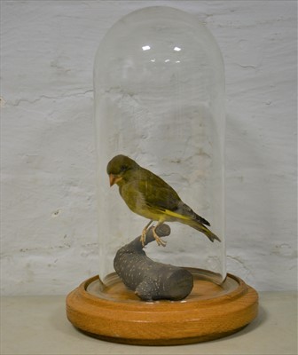 Lot 479 - Taxidermy; Green finch, branch mount, glass...